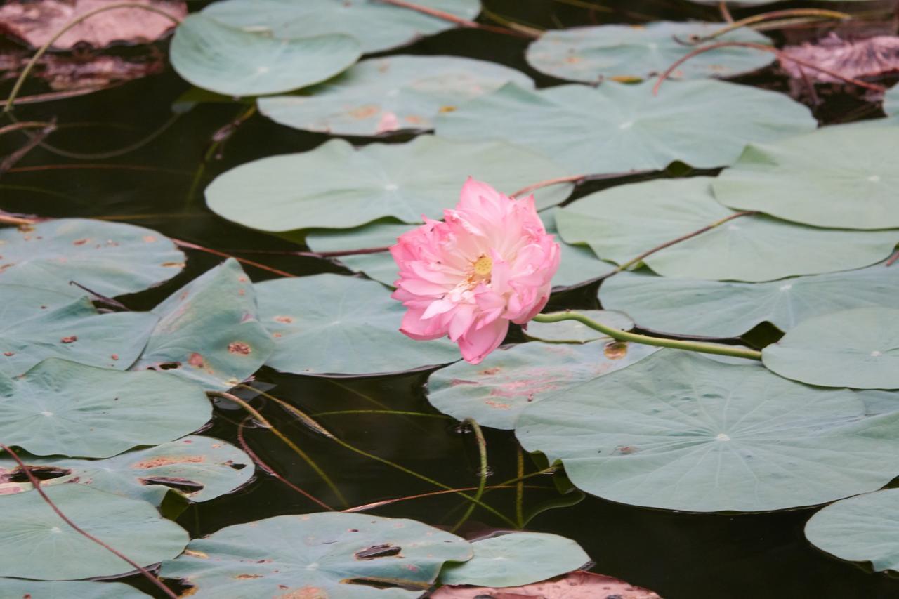 Deepanjali Wellness & Retreat Hotel Thanniyam ภายนอก รูปภาพ